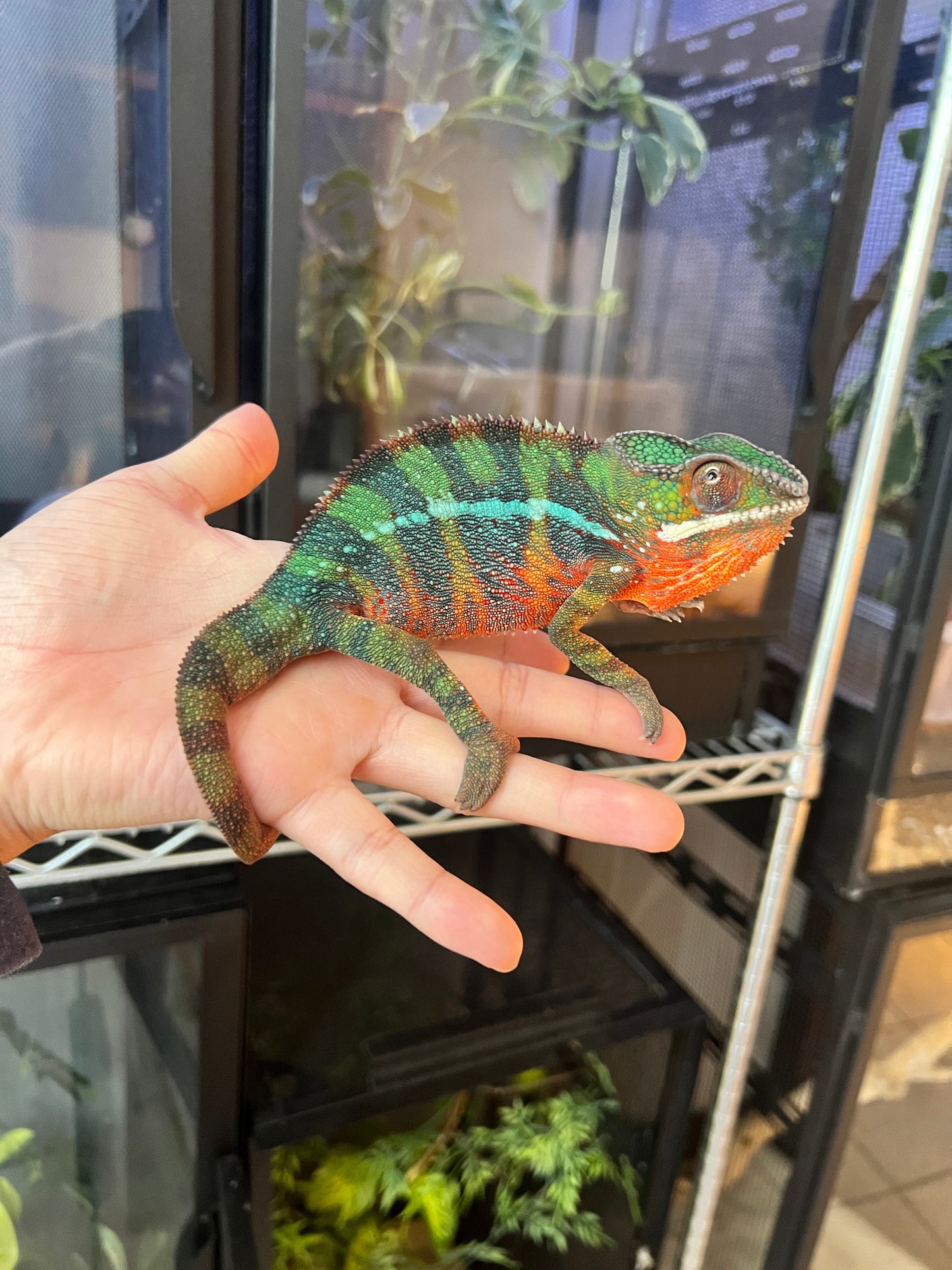 CAMALEÓN PANTERA RBBB