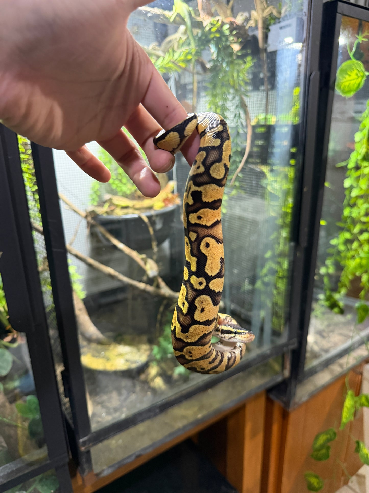 PITÓN BOLA FIREFLY MACHO