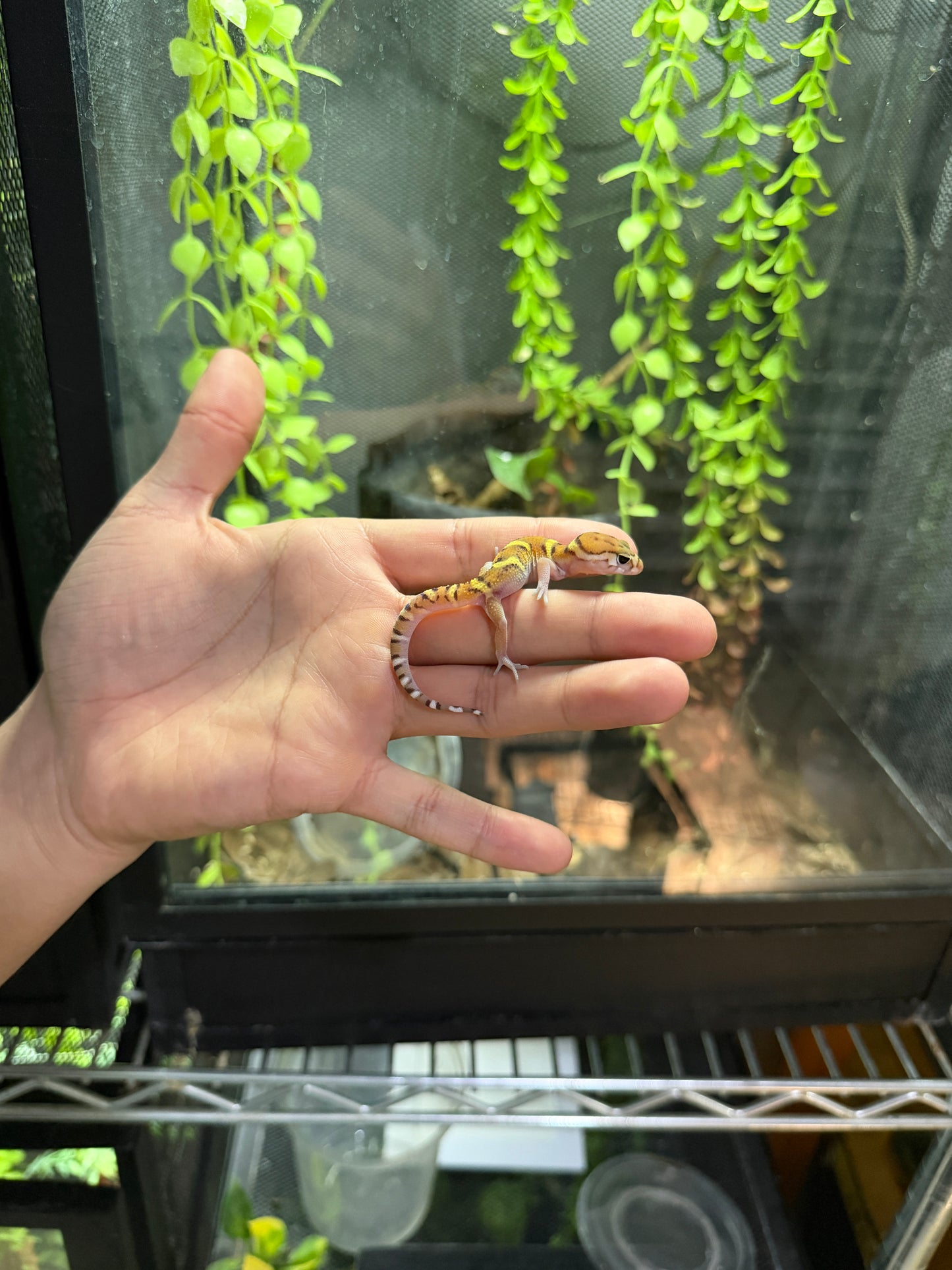 GECKO BANDEADO s/s (Coleonyx mitratus) 4