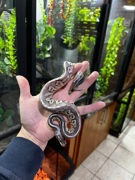 PEWTER FIRE MACHO 36