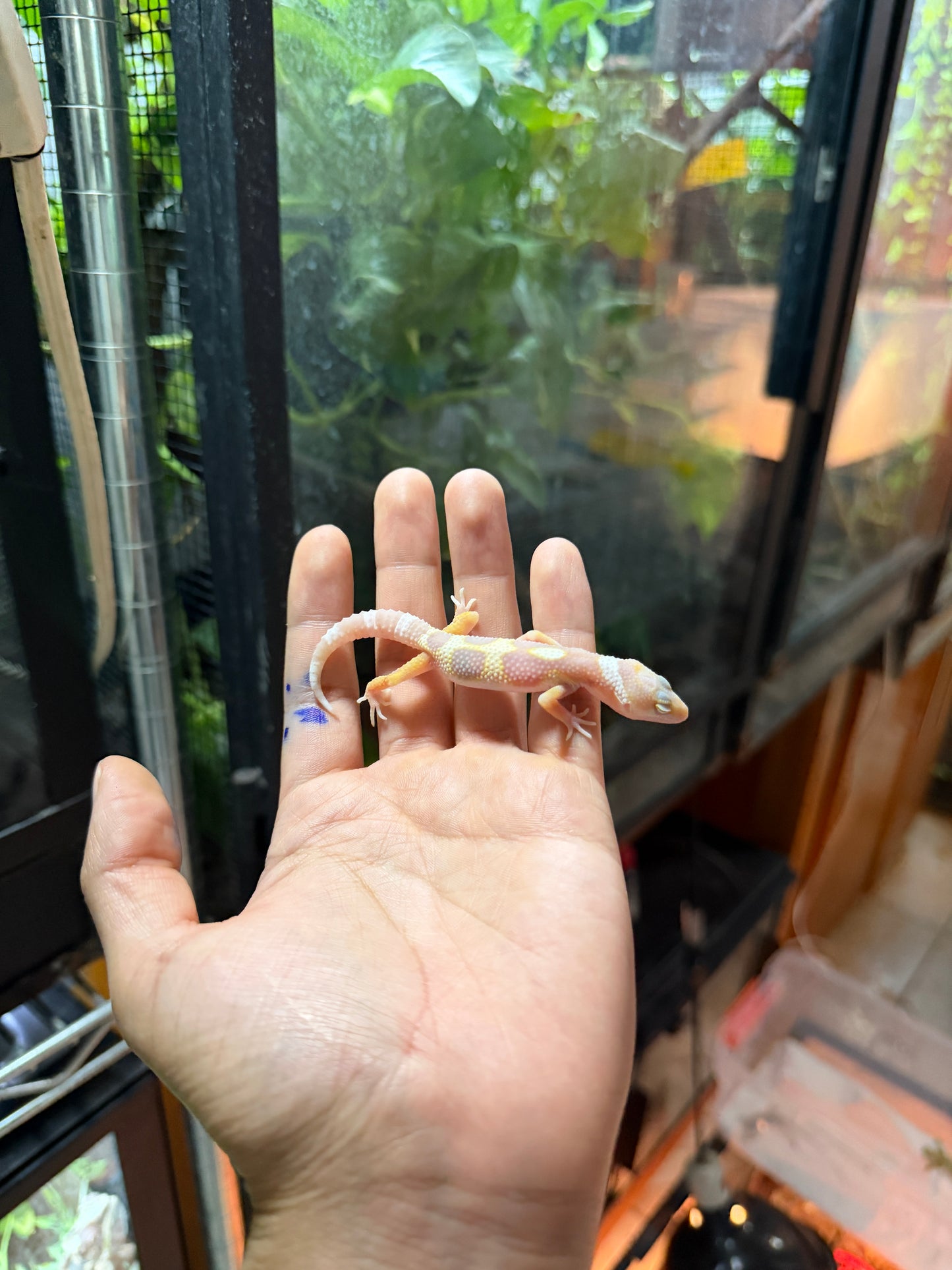 GECKO LEOPARDO MACK SNOW TREMPER TANGERINE 59