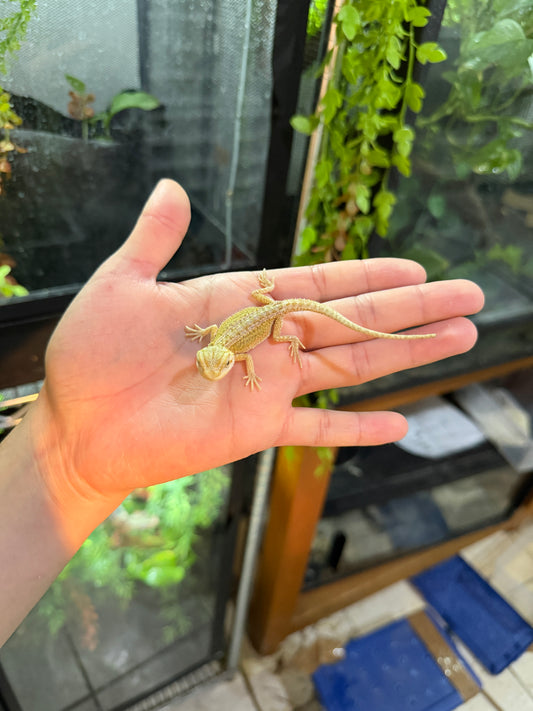 DRAGÓN BARBUDO CITRUS