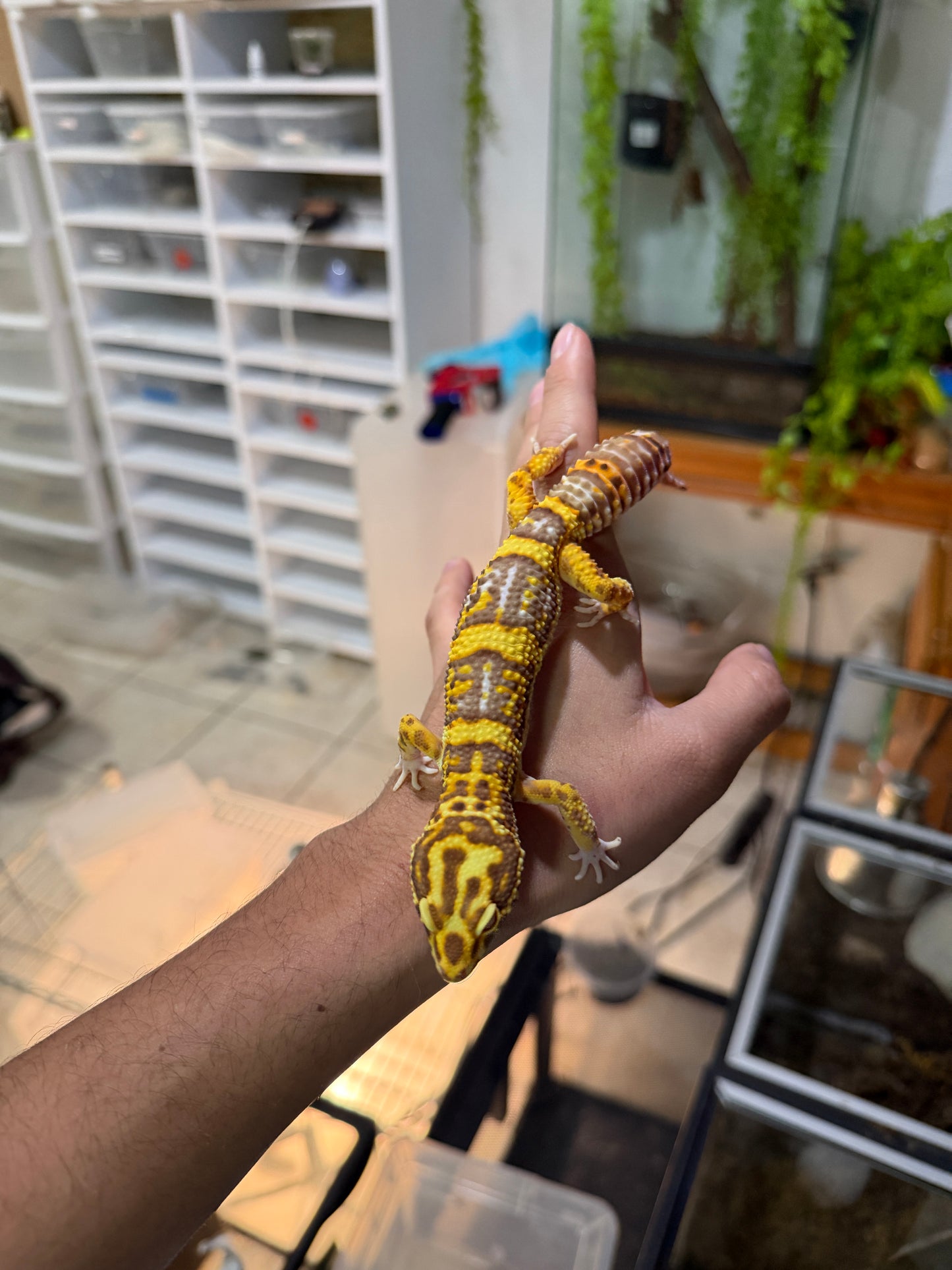 GECKO LEOPARDO BELL ALBINO MACHO JUVENIL