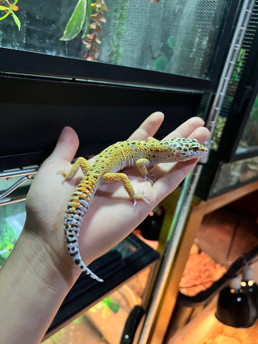 HYPO TANGERINE MACHO 20
