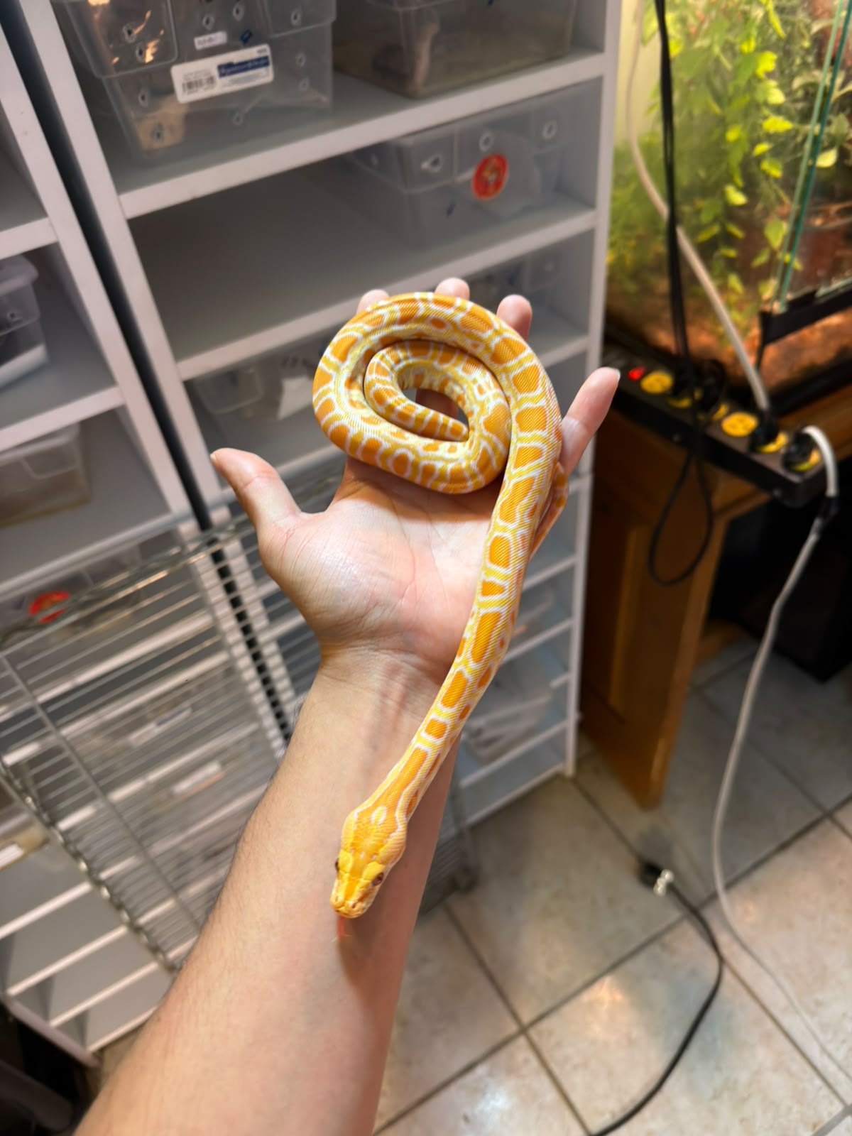 PITÓN BURMÉS ALBINO HET GRANITO MACHO
