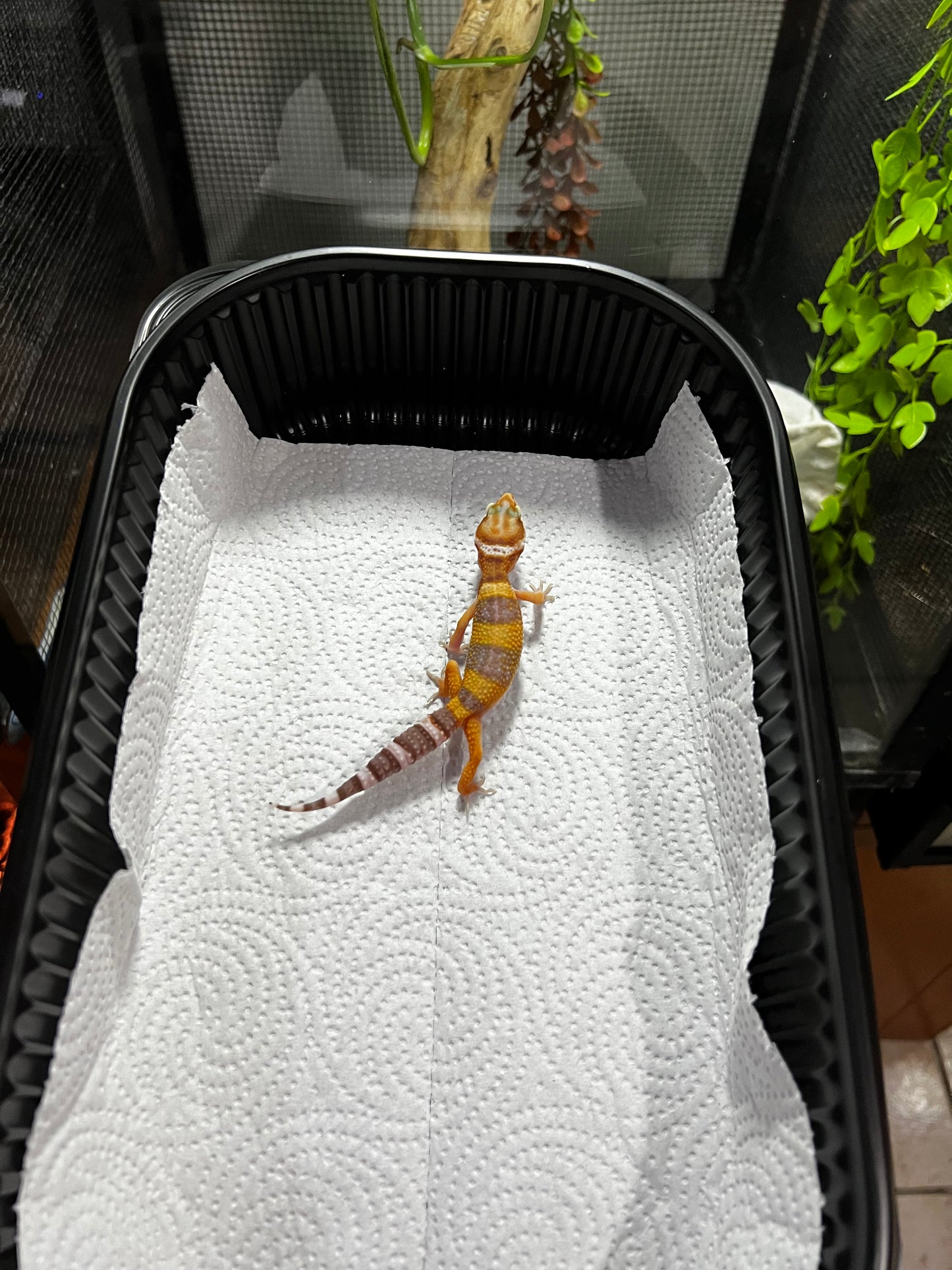 TANGERINE TREMPER 5