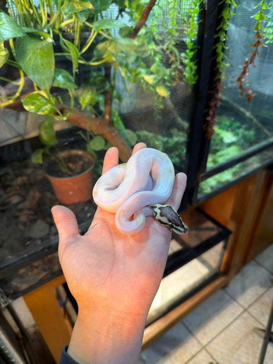 PITÓN BOLA PIED FIRE PASTEL MACHO