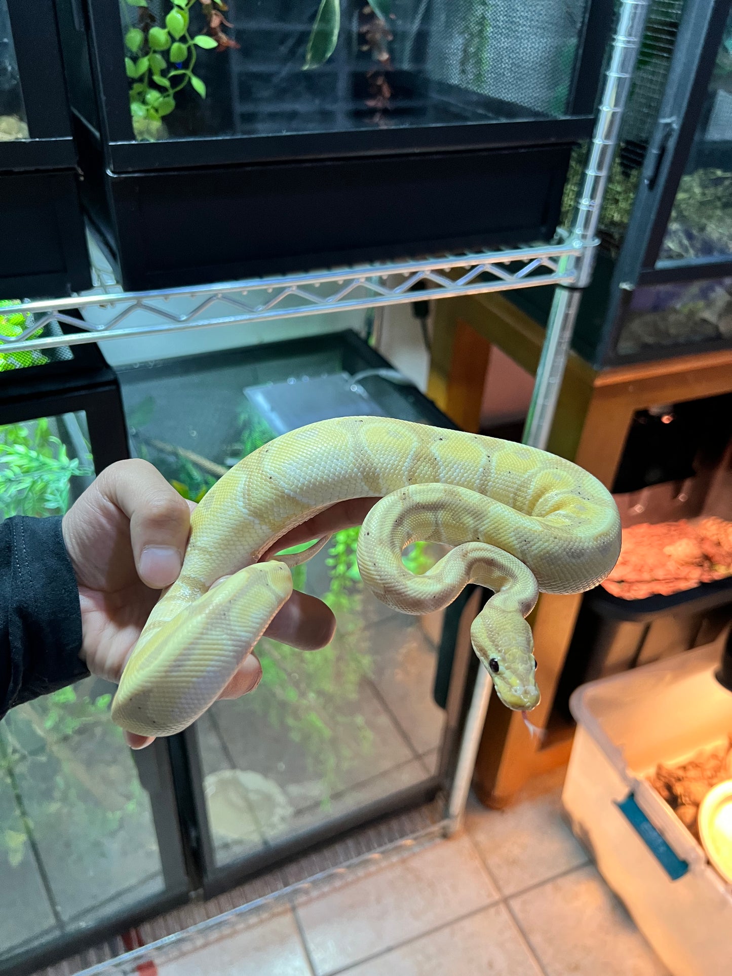 PITÓN BOLA BANANA MOJAVE SUB ADULTO 23