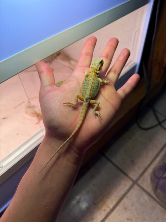 DRAGÓN BARBUDO HYPO TRANSLUCENT 1