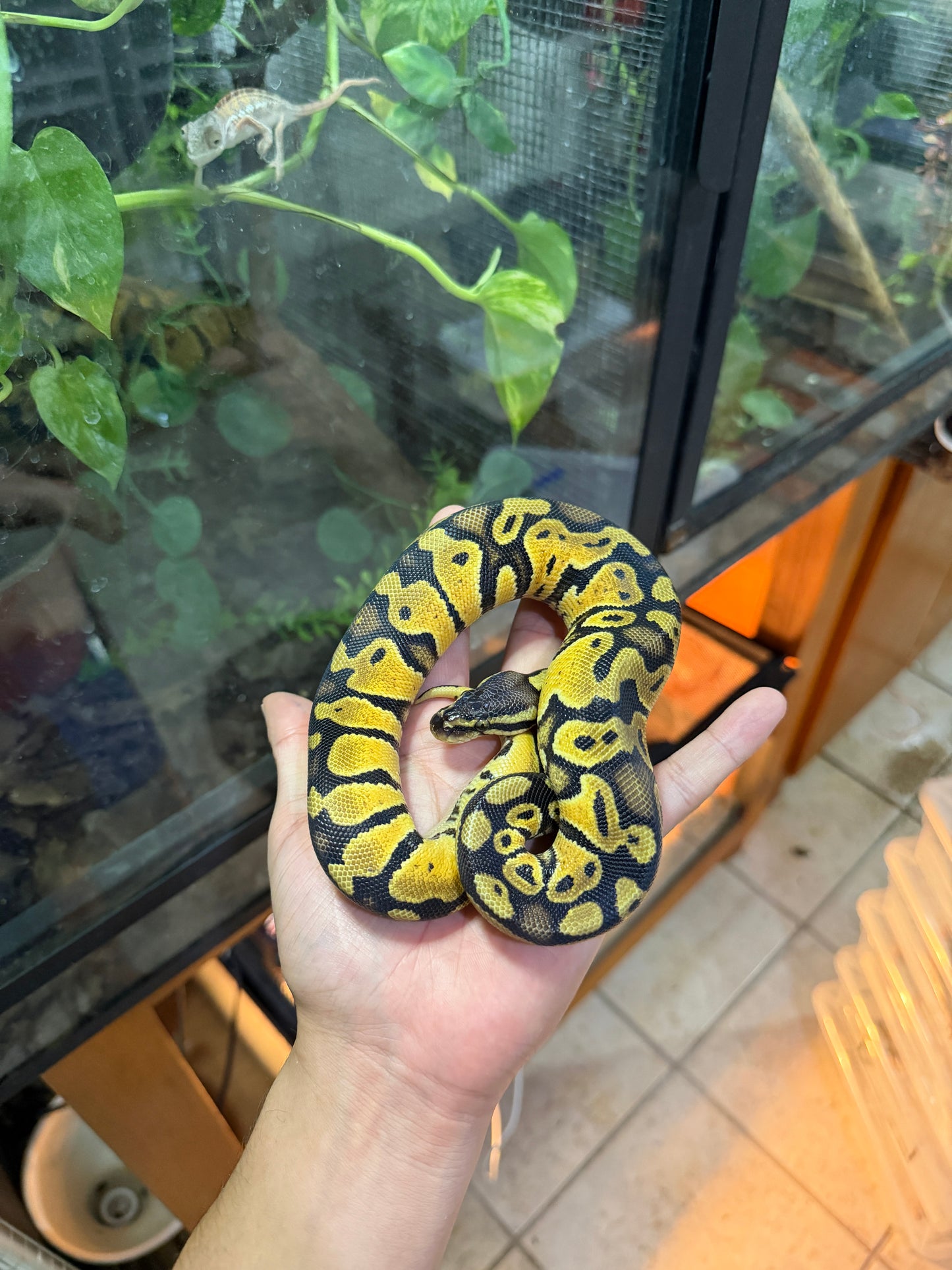 PITÓN BOLA PASTEL HET AXANTHIC HEMBRA 6