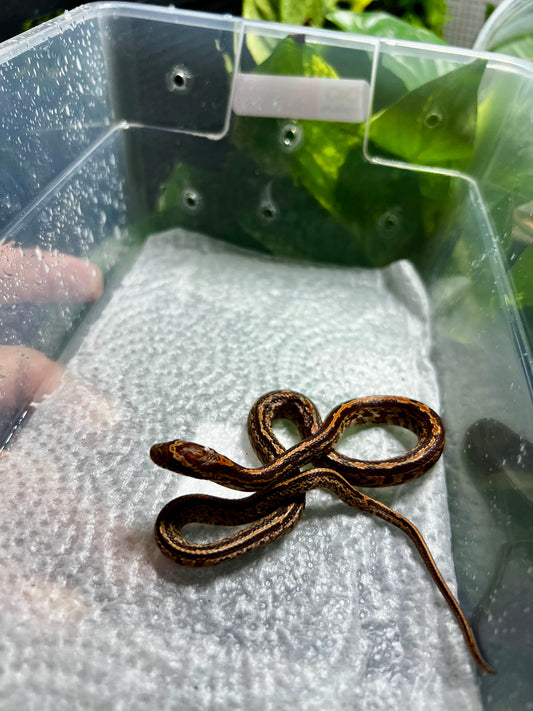 SERPIENTE MAICERA TESSERA HEMBRA 18