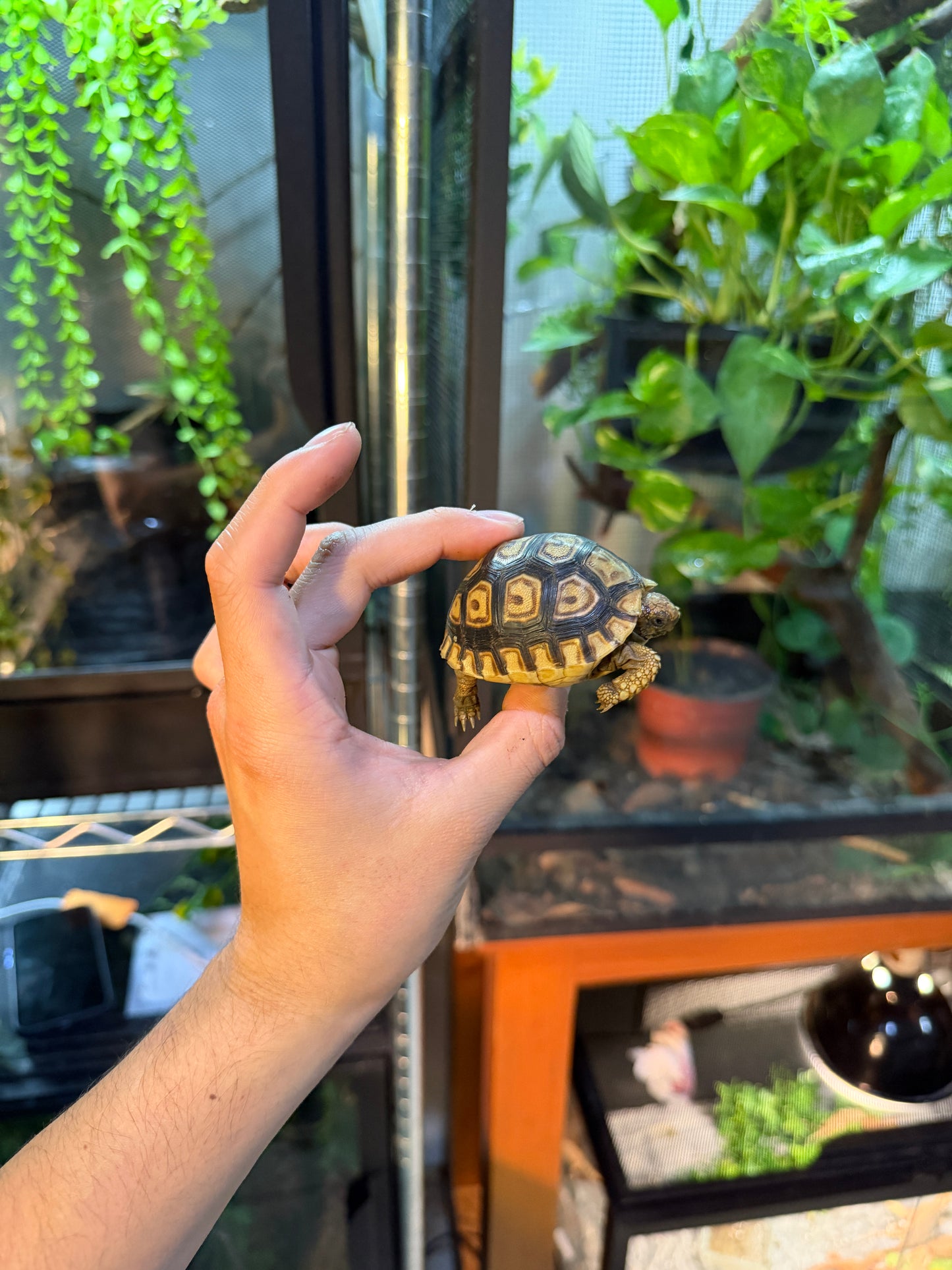 TORTUGA LEOPARDO 9 (Stigmochelys pardalis) CITES2025