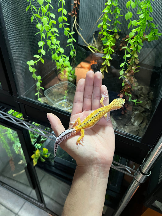 HYPO HET TREMPER HEMBRA JUVENIL