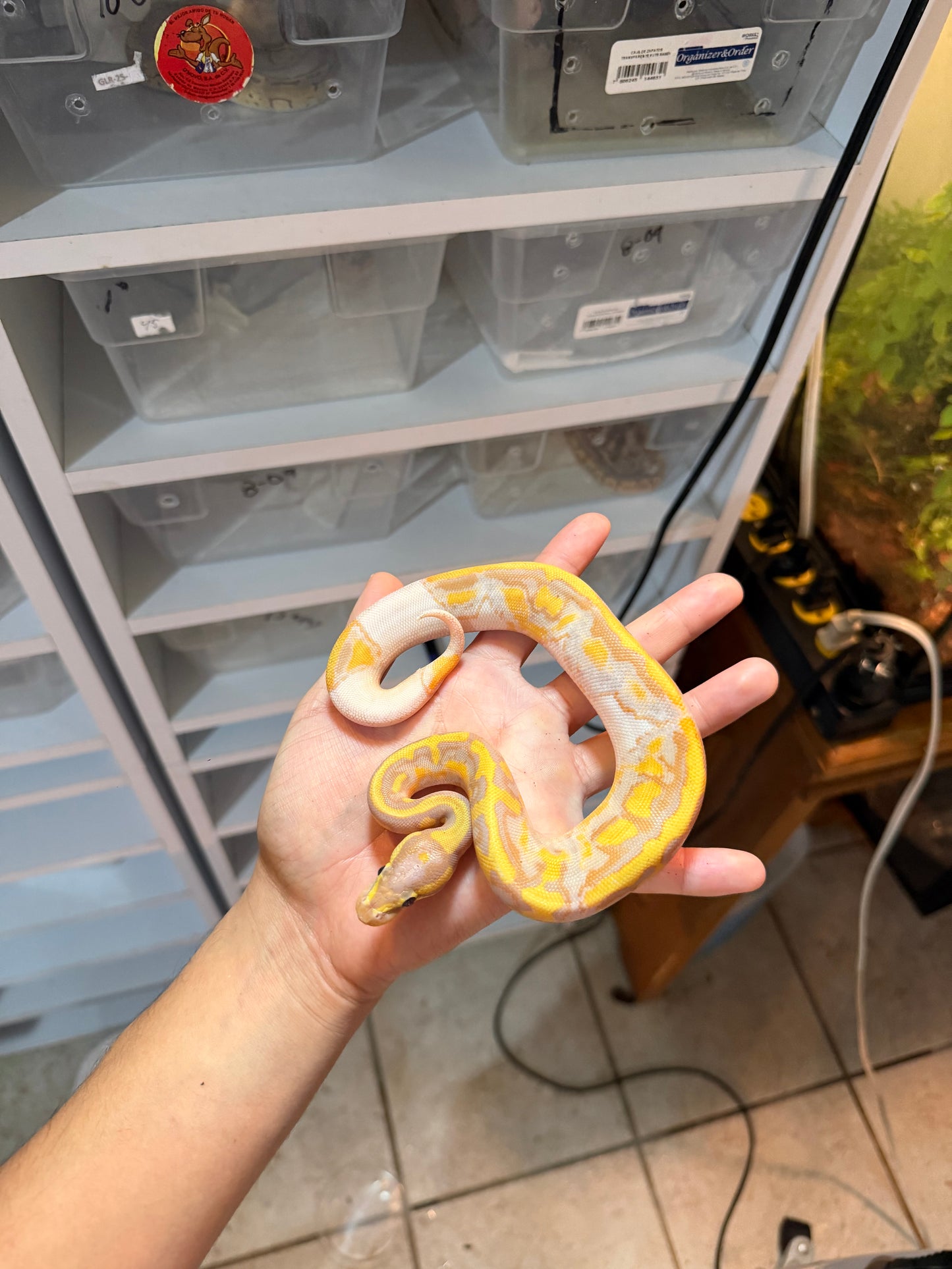 PITÓN BOLA BANANA PIED 20-02