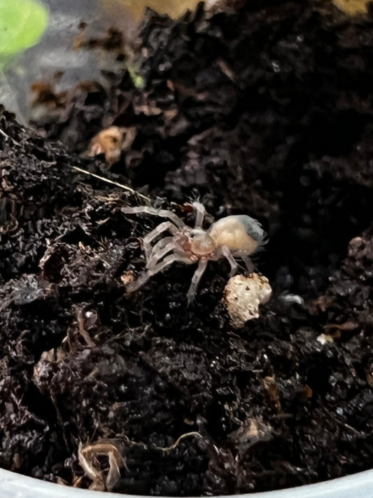 Ling de tarántula rodillas de fuego (Brachypelma auratum) anexo última foto de ejemplar adulto