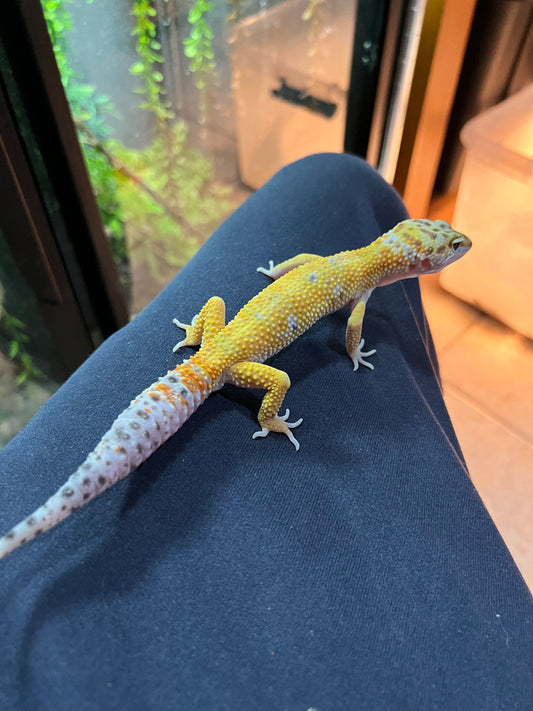 SÚPER HYPO TANGERINE MACHO 22