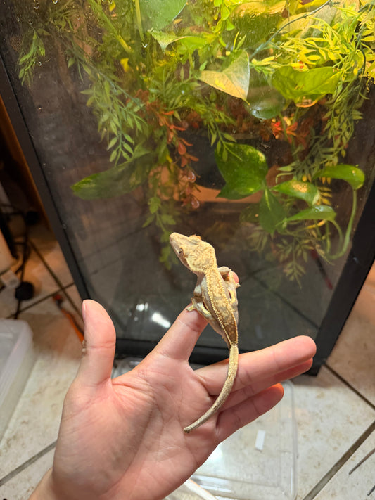 GECKO CRESTADO YELLOW HARLEQUIN JUVENIL 4