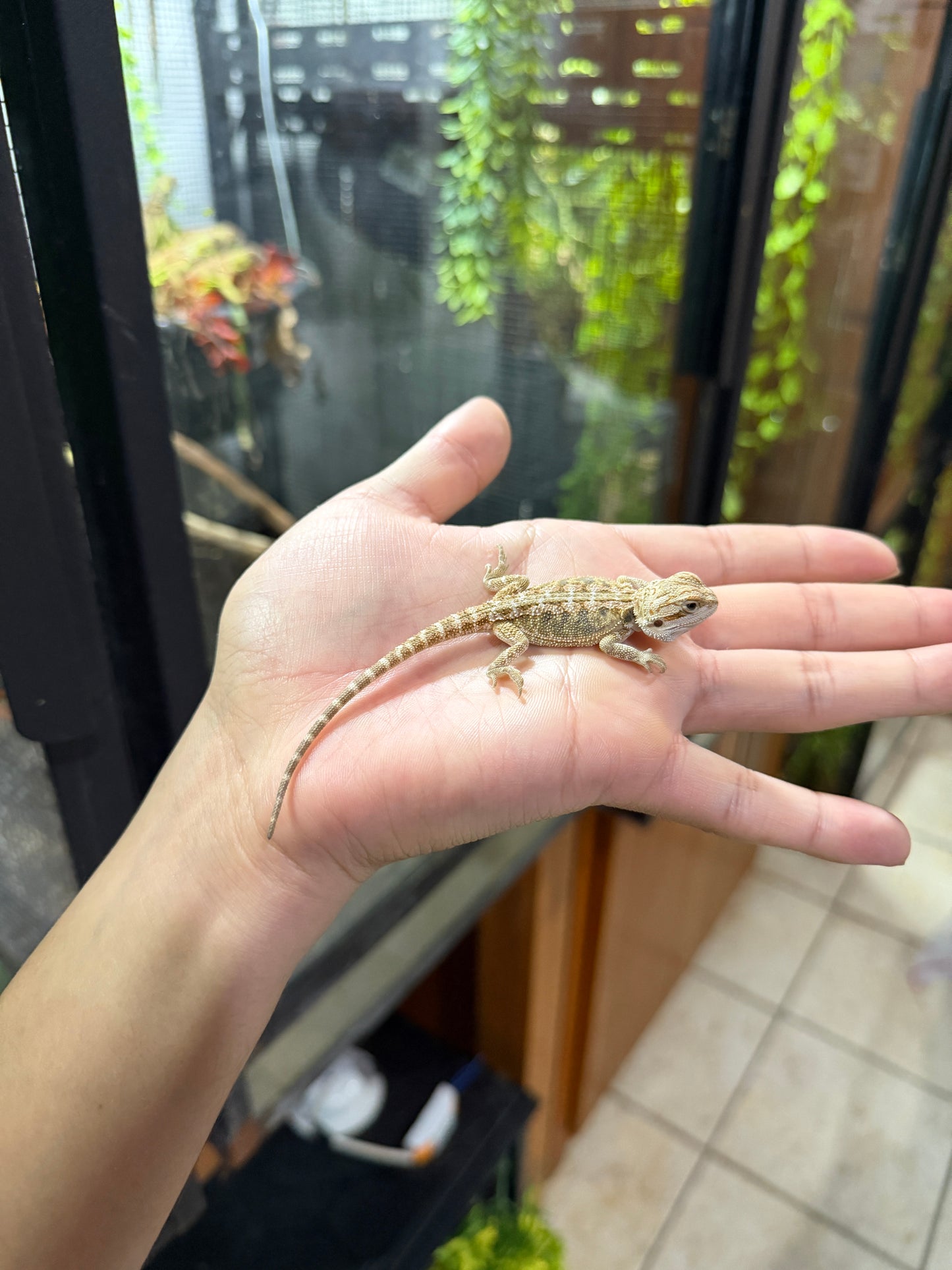 DRAGÓN BARBUDO NOMINAL CRIA 2