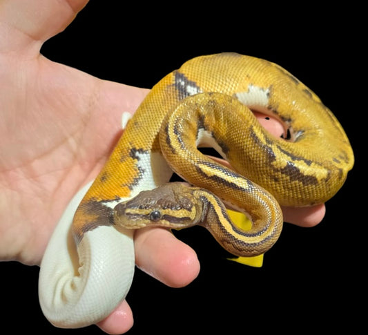 PIED MAHOGANY