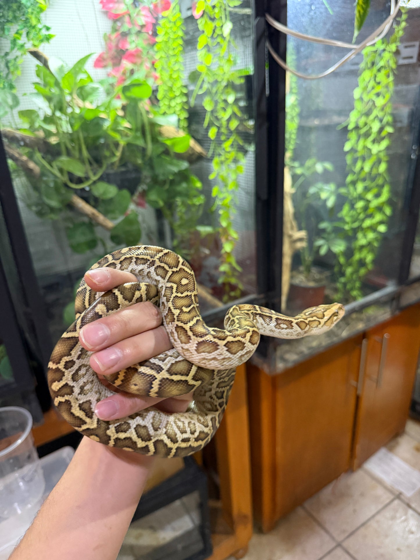 PITON BURNES HYPO 100% HET ALBINO HEMBRA