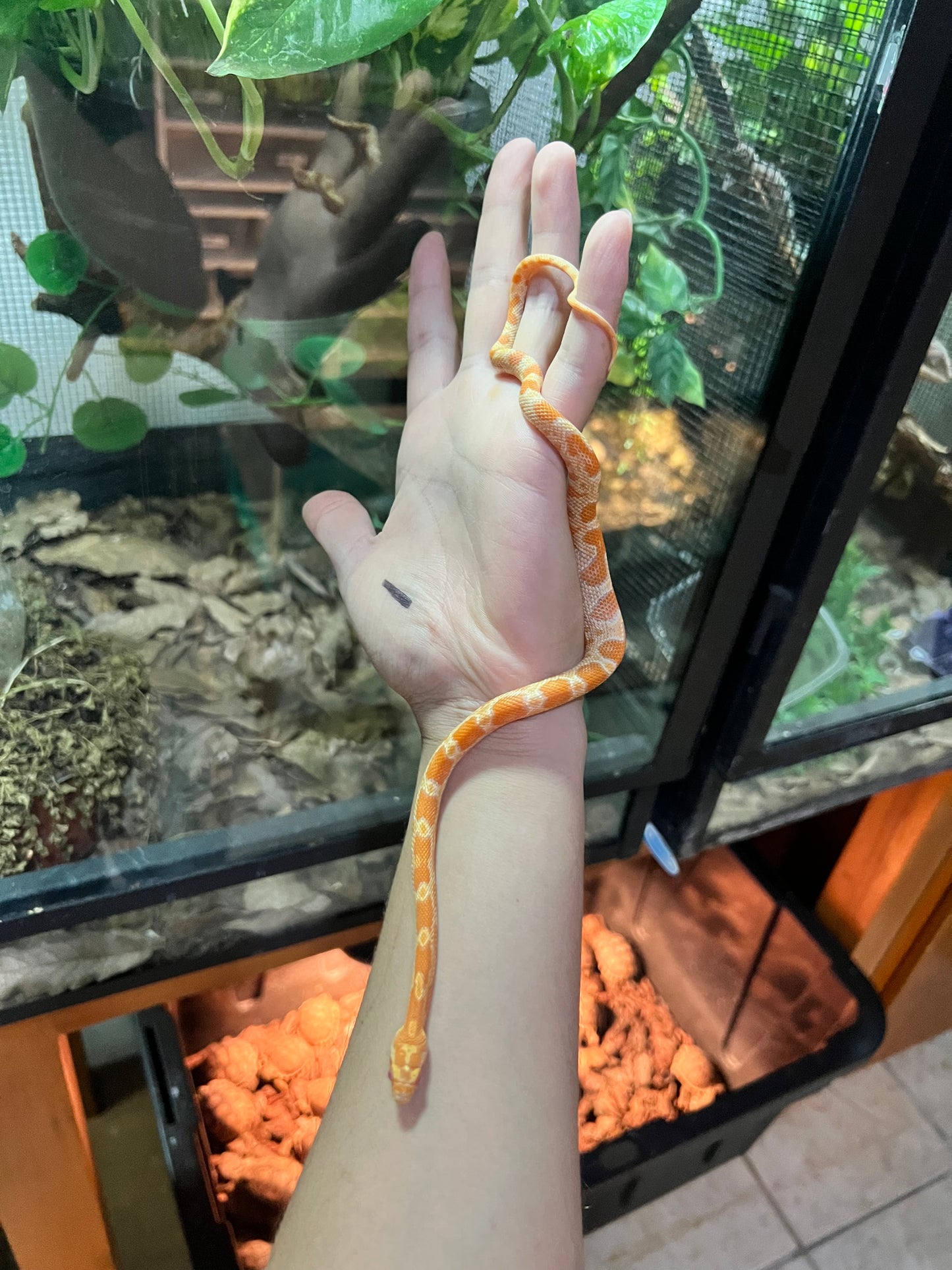 Serpiente Maicera sunkissed