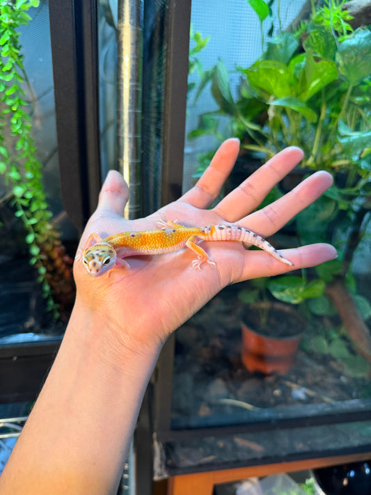 GECKO LEOPARDO TANGERINE WY HET TREMPER 113