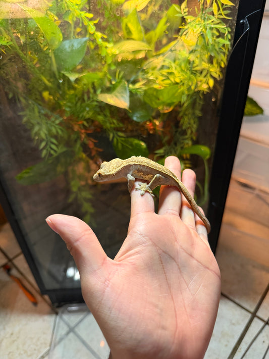 GECKO CRESTADO YELLOW HARLEQUIN JUVENIL 4