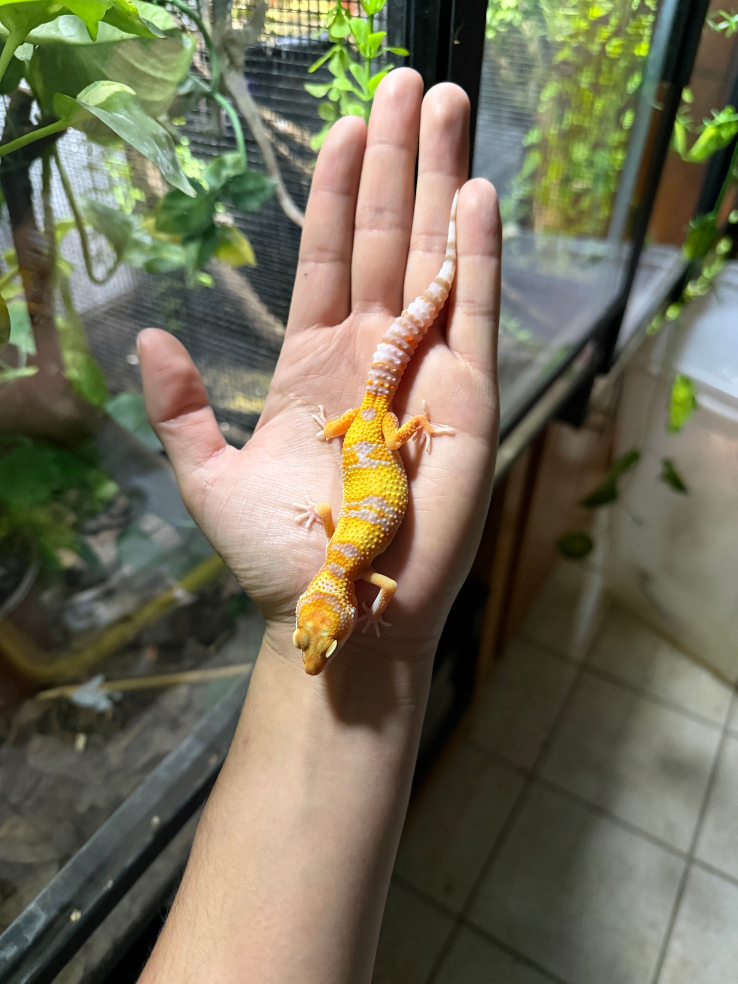 Gecko leopardo RAINWATER het typhoon 76