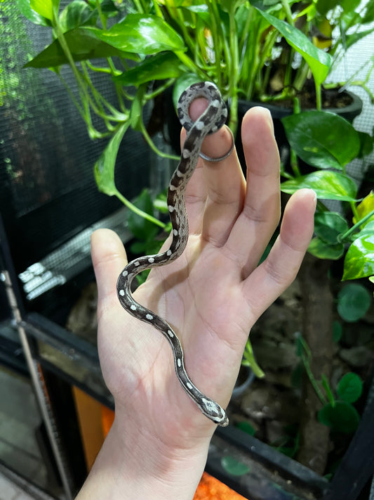 SERPIENTE MAICERA MOTLEY ANERY HEMBRA 12