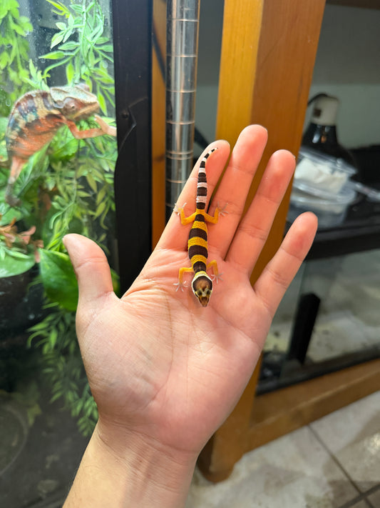 GECKO LEOPARDO HY HET ECLIPSE