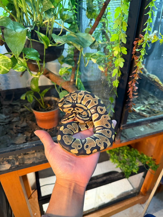 PITÓN BOLA NOMINAL HEMBRA 1