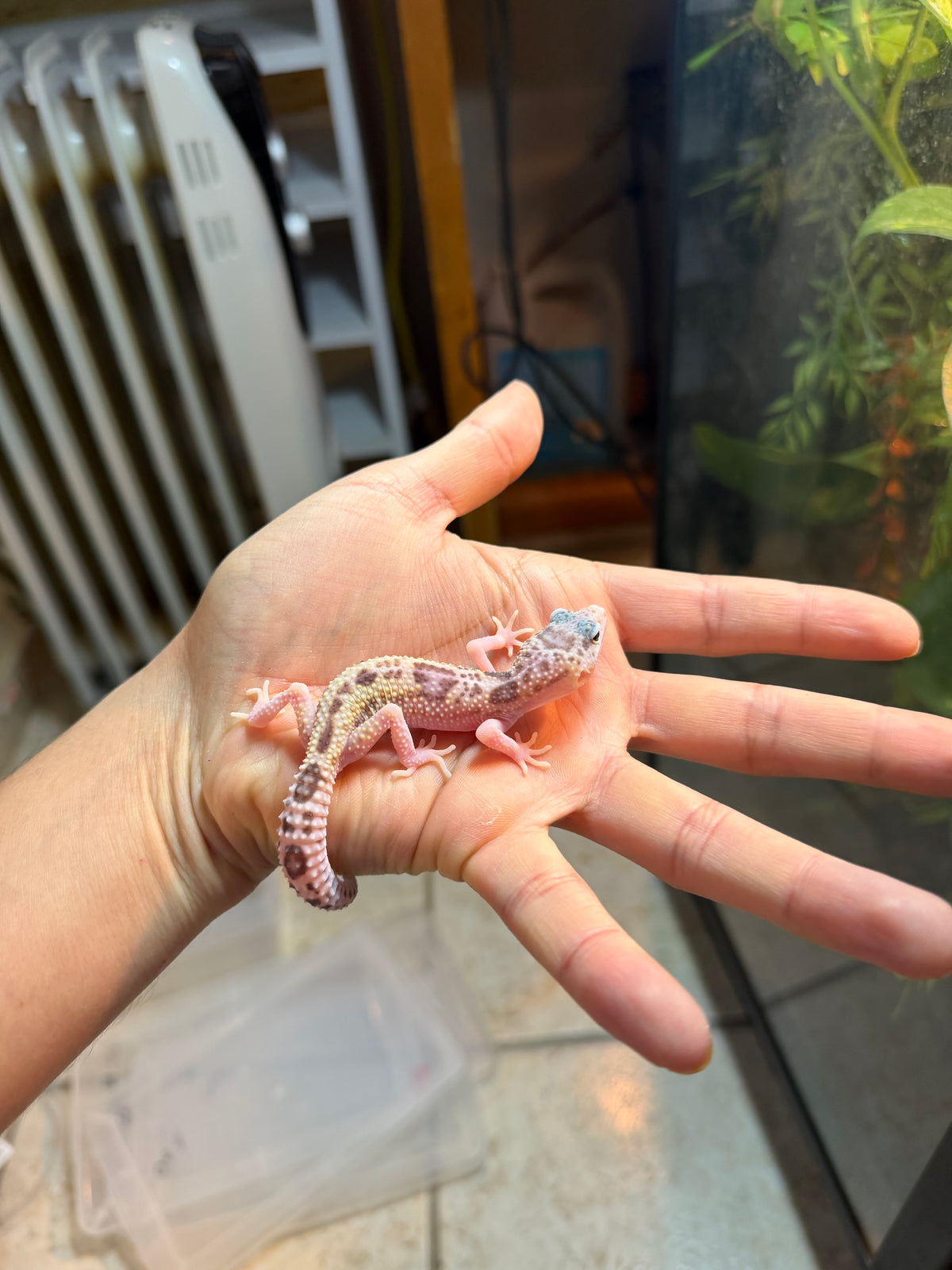 GECKO LEOPARDO MACK SNOW RAPTOR INCUBADO PARA HEMBRA 141