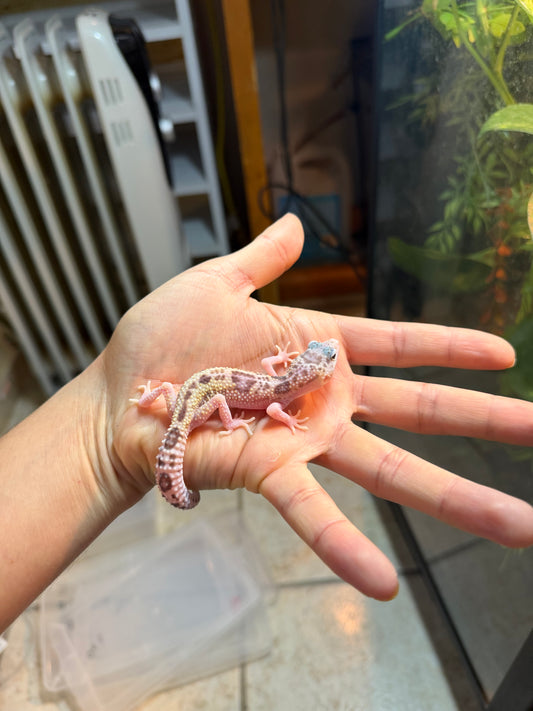 GECKO LEOPARDO MACK SNOW RAPTOR INCUBADO PARA HEMBRA 141