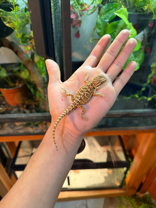 DRAGÓN BARBUDO HYPO 1 (PUNTA DE COLA MORDIDA, LE VOLVERÁ A CRECER)