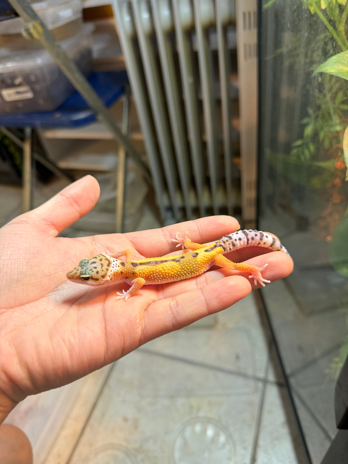 GECKO LEOPARDO HIGH YELLOW HET TYPHOON INCUBADO PARA HEMBRA 139