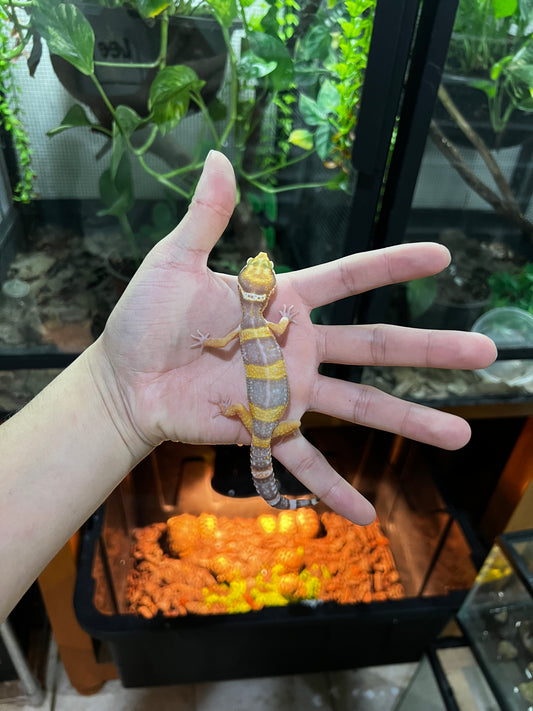 TANGERINE TREMPER 4