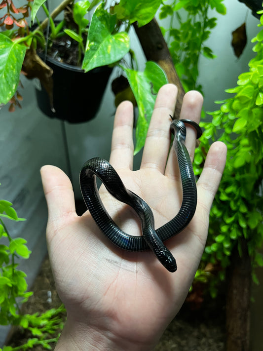 REY NEGRA MEXICANA HEMBRA 70