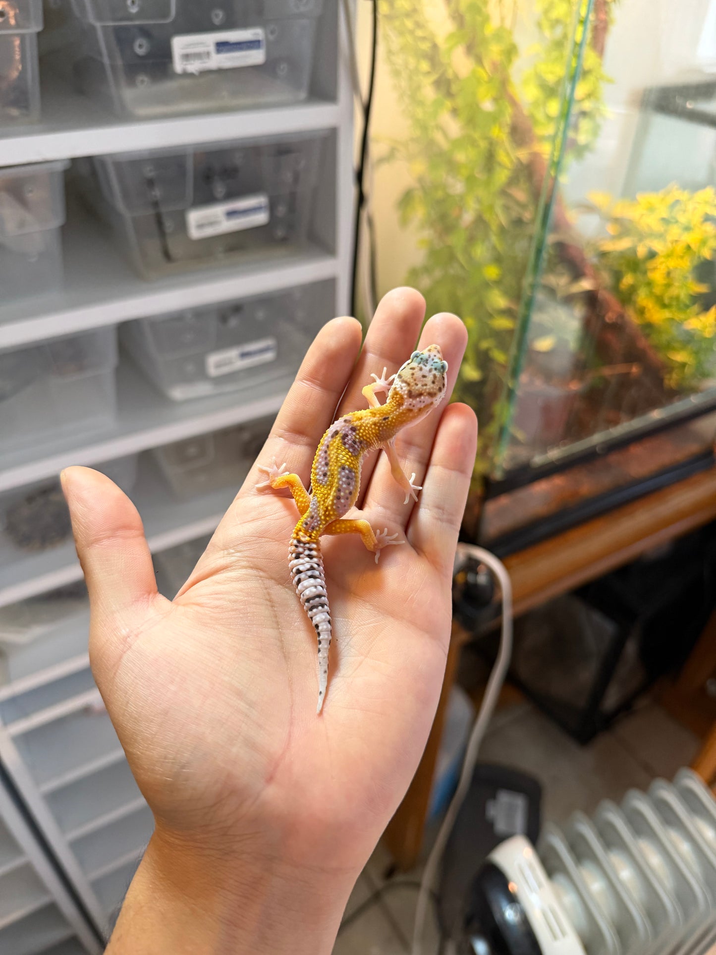 GECKO LEOPARDO HIGH YELLOW HET RAINWATER 2