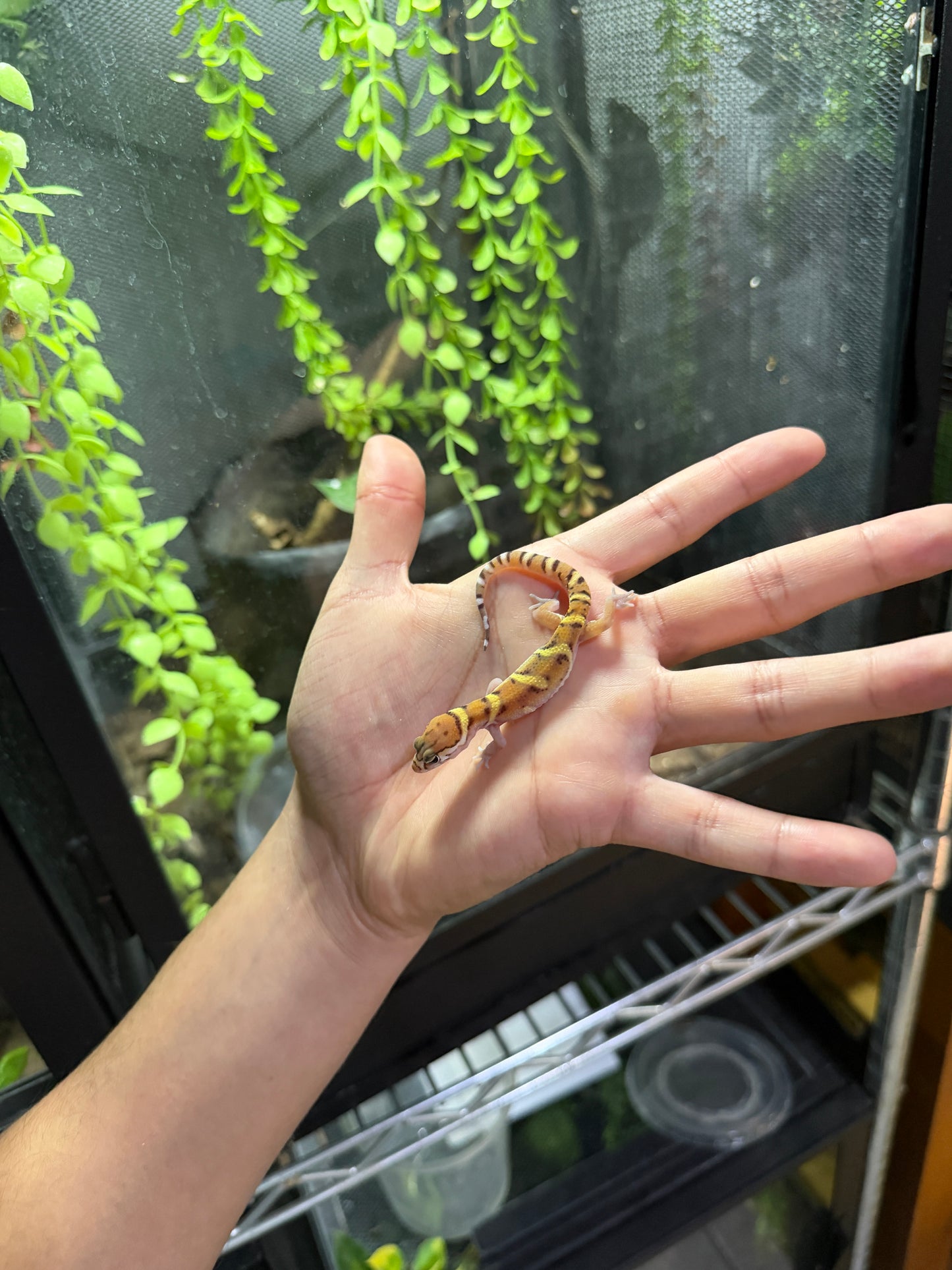 GECKO BANDEADO s/s (Coleonyx mitratus) 4
