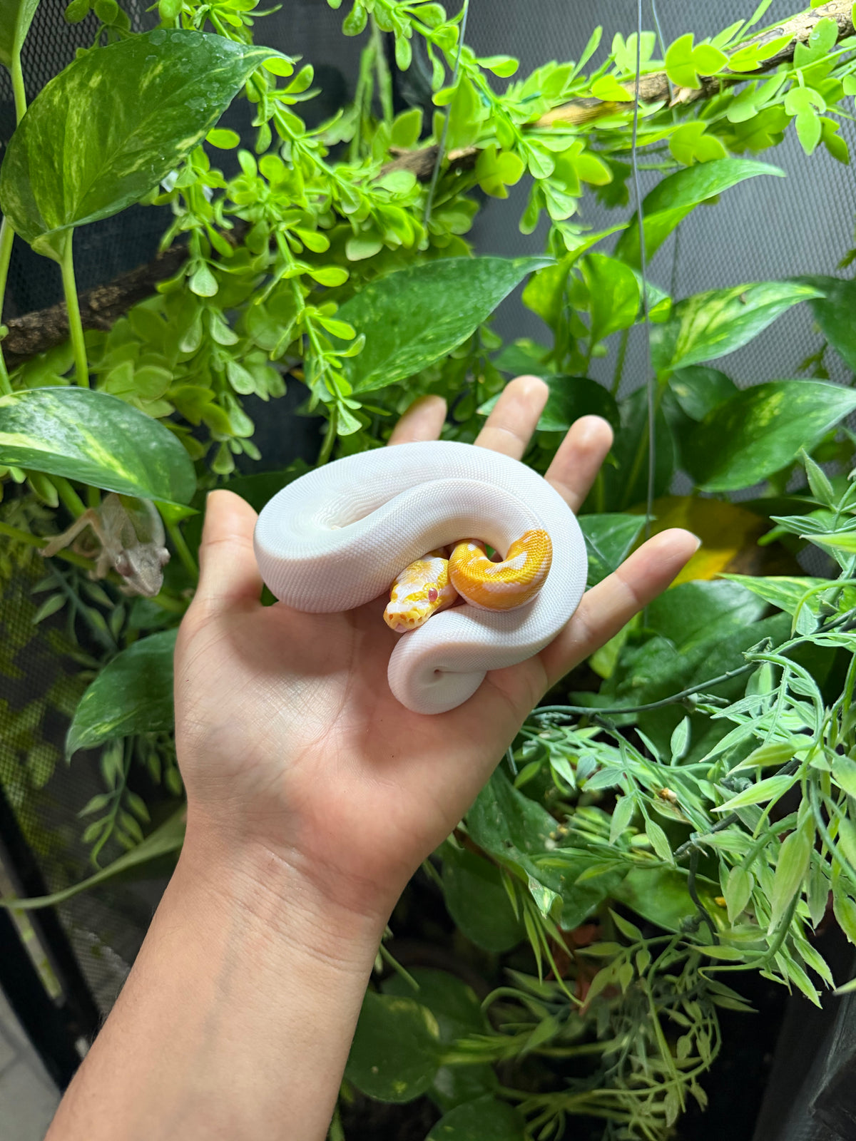 PITÓN BOLA ALBINO PIED HEMBRA 1