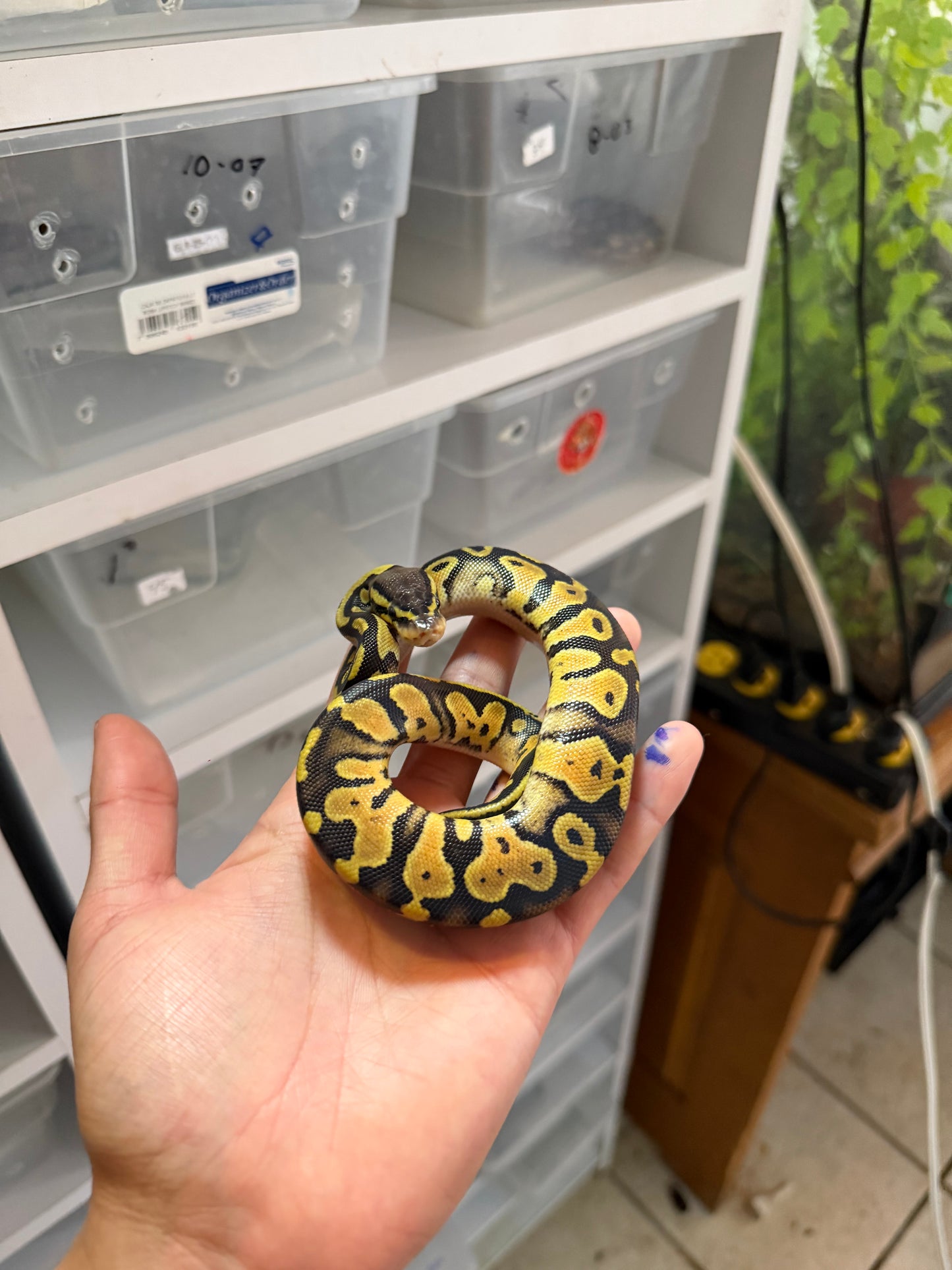PITÓN BOLA PASTEL HET PIED HEMBRA 5
