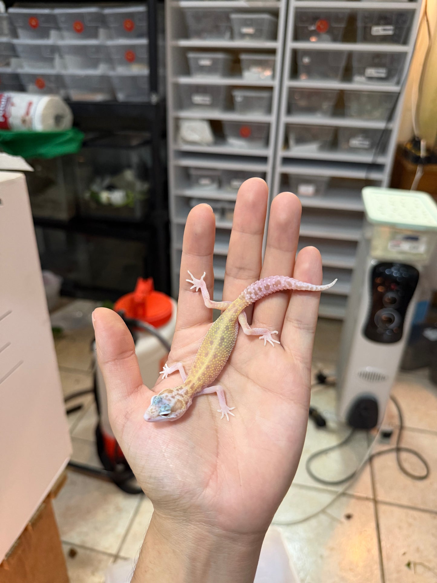 GECKO LEOPARDO MACK SNOW RAPTOR MACHO 034