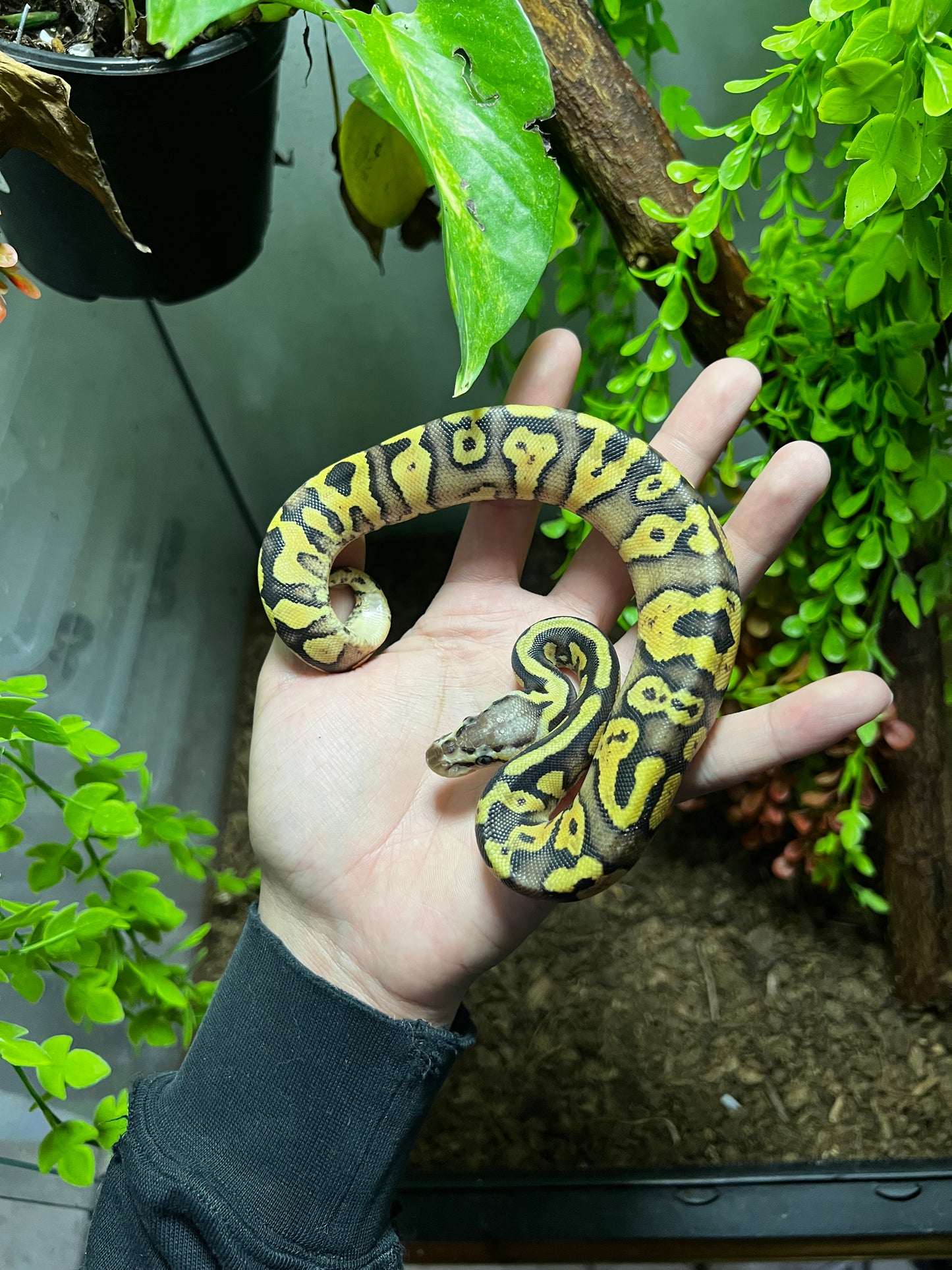 PASTEL YB HET CLOWN HEMBRA 74