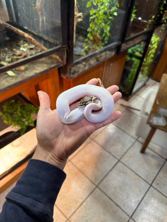 PITÓN BOLA PIED FIRE PASTEL MACHO