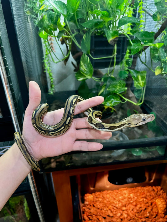 PITON RETICULADA TIGER 100% HET PIED HEMBRA 50cm aprox. 04-06