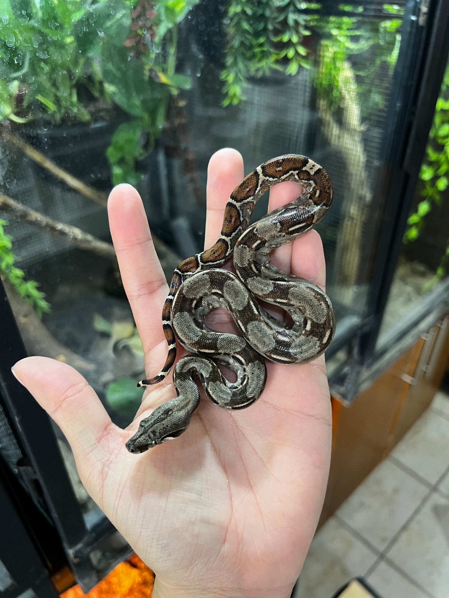 BOA MEXICANA LOCALIDAD VERACRUZ HEMBRA  87