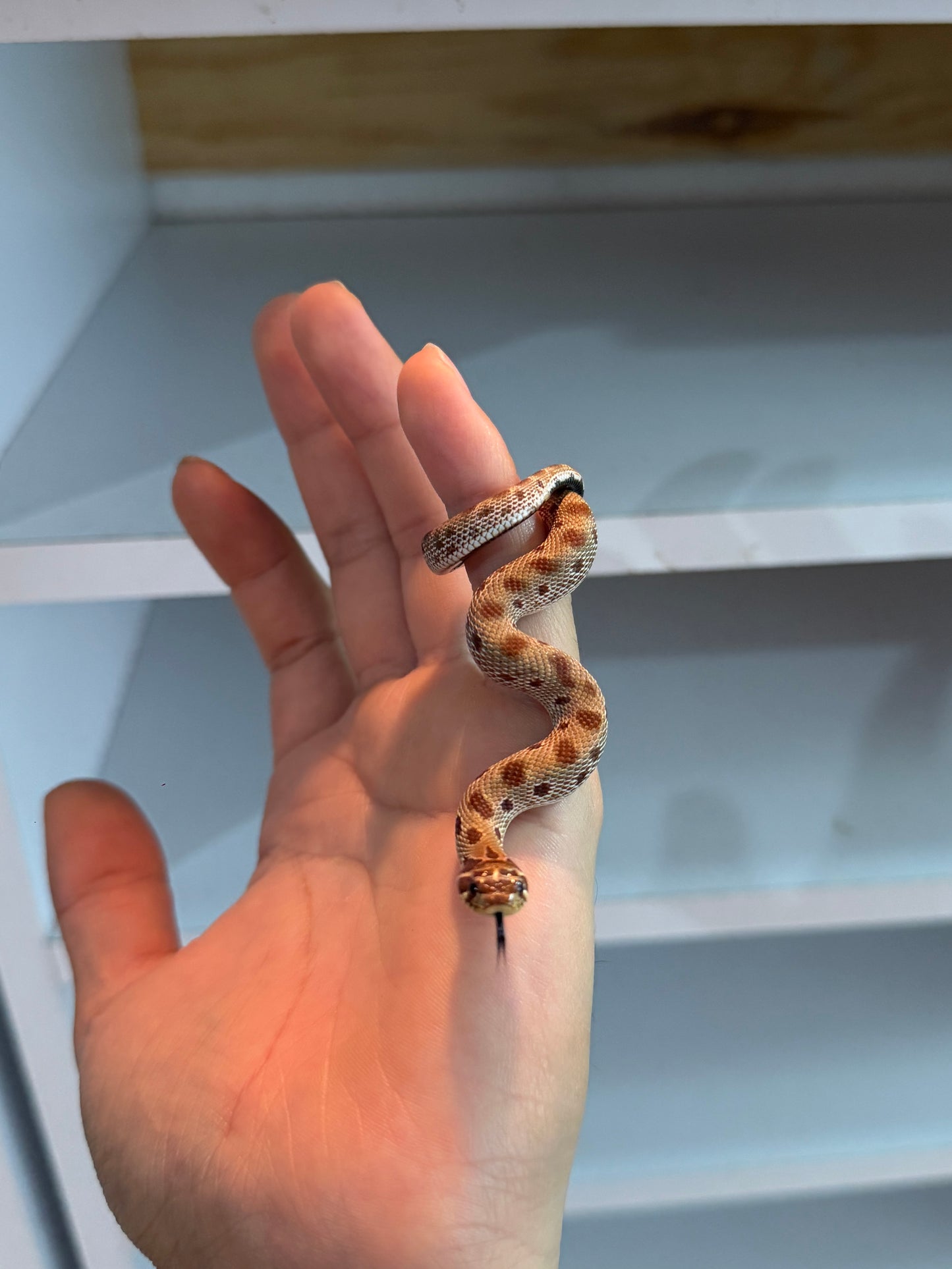 SERPIENTE NARIZ DE CERDO (HOGNOSE) CONDA MACHO