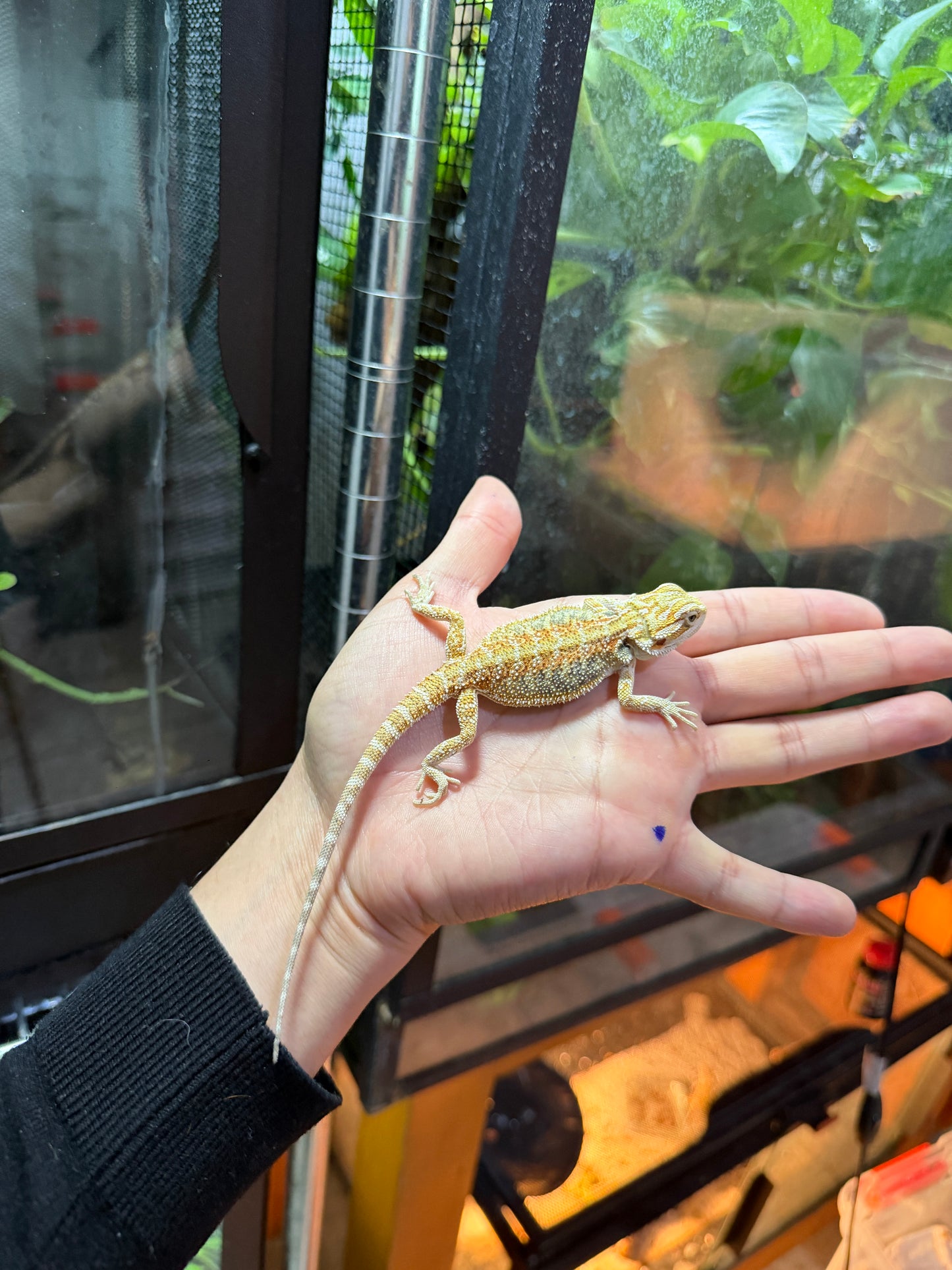 DRAGÓN BARBUDO HYPO 6