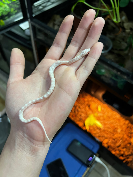 SERPIENTE MAICERA SNOW HEMBRA  44