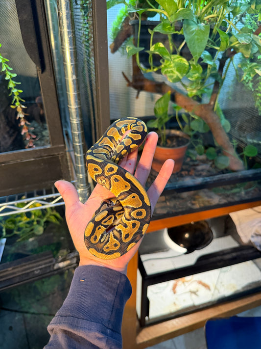 PITÓN BOLA NOMINAL MACHO 8